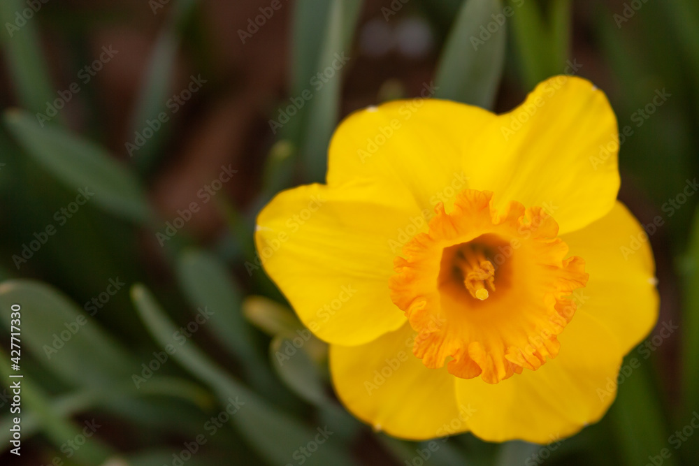 yellow daffodil flower