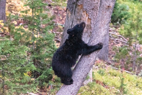 Young grizzly bear climbing a tree in the forest photo