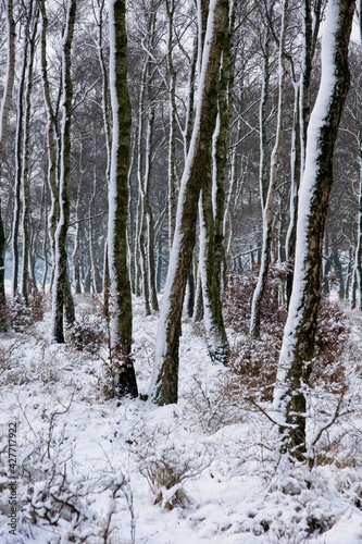 Snow in birch forest in National Park de Hoge Veluwe in the Netherlands