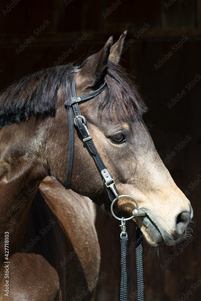 Fototapeta premium Deutsche Reitponystute