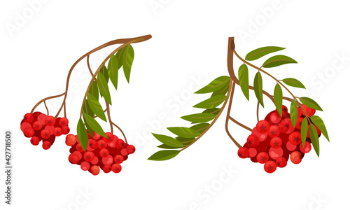 Red Rowan Berries Hanging on Branch with Pinnate Leaves Vector Set