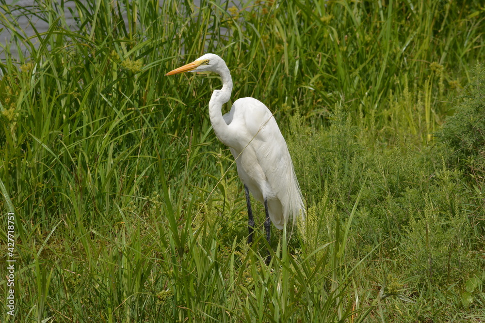Fototapeta premium White Heron
