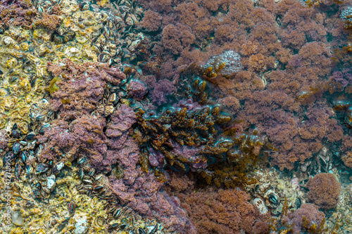 Fototapeta Naklejka Na Ścianę i Meble -  coral reef in the sea