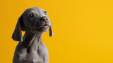 Lindo cachorro de weimar weimaraner ojos azules gris mirando a la cámara sentado sobre un fondo amarillo minimalista y limpio