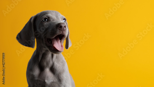 Lindo cachorro de weimar weimaraner ojos azules gris mirando a la cámara sentado sobre un fondo amarillo minimalista y limpio photo