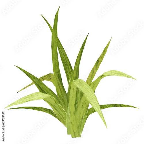 Lemon grass hand drawn illustration, isolated on white background