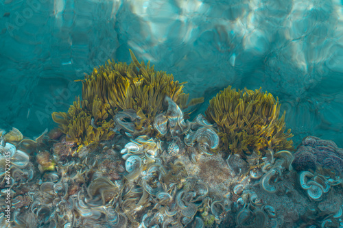 Fototapeta Naklejka Na Ścianę i Meble -  coral reef in the sea