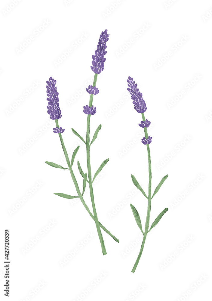 Lavender hand drawn illustration, isolated on white background Lavender hand drawn illustration, isolated on white background