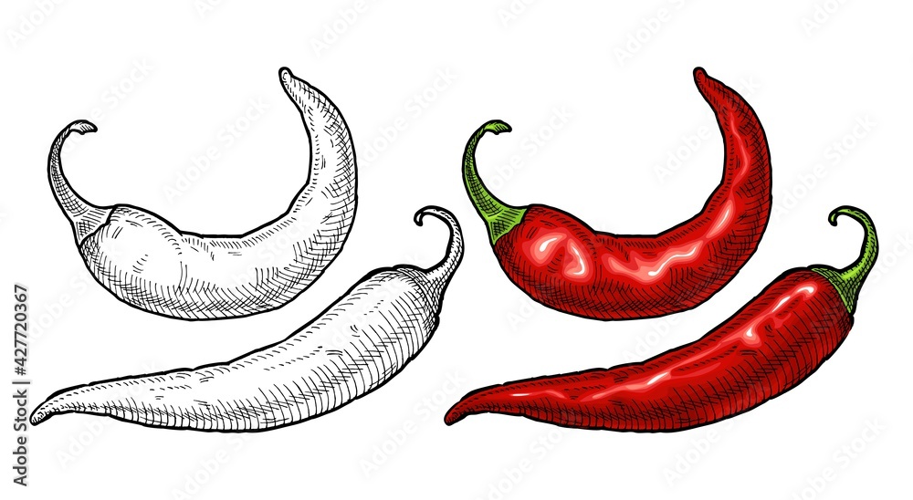 Whole pepper chilli. Vintage hatching color illustration. - obrazy, fototapety, plakaty 