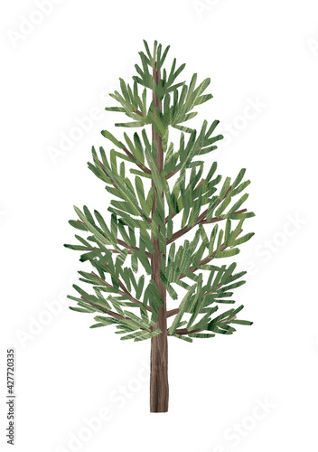 Hinoki cypress tree hand drawn illustration, isolated on white background