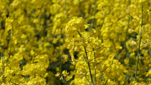 yellow rapeseed field close up © Michael