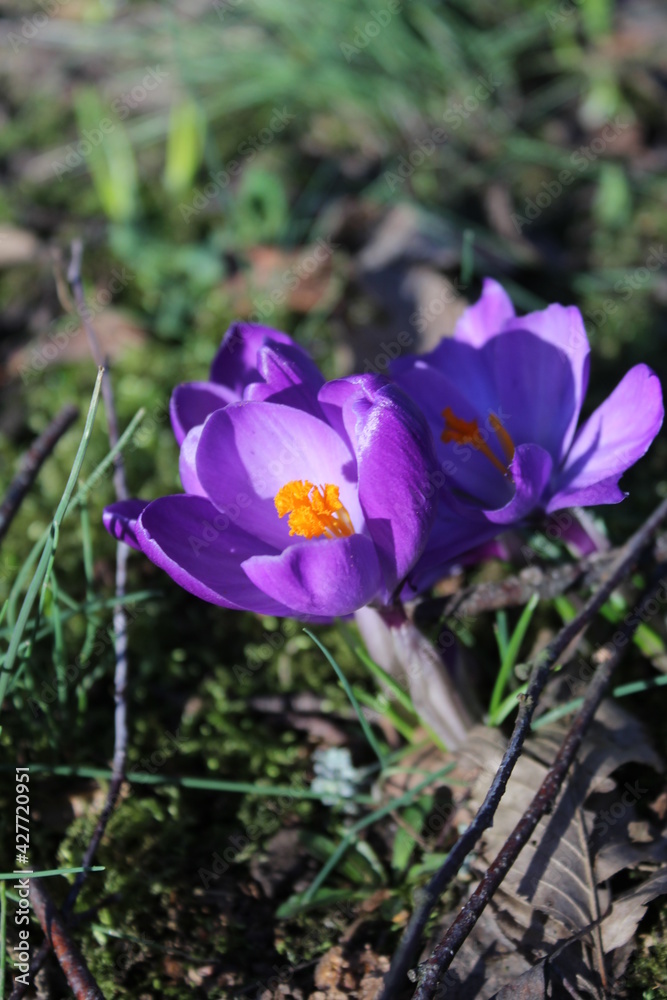 Fototapeta premium #natur