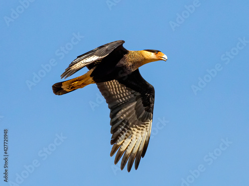 The northern crested caracara (Caracara cheriway), also called the northern caracara and crested caracara, is a bird of prey in the family Falconidae.