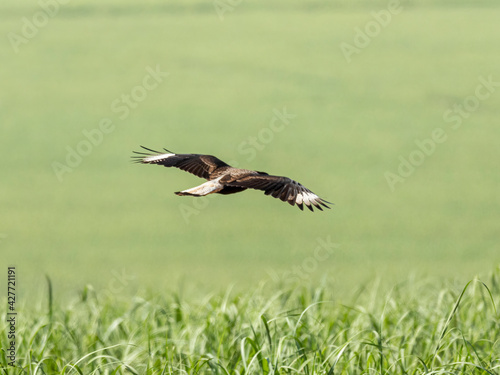The northern crested caracara (Caracara cheriway), also called the northern caracara and crested caracara, is a bird of prey in the family Falconidae. © Murilo