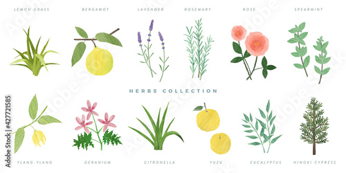 Set of hand drawn herbs illustration, isolated on white background -lemon grass, bergamot, lavender, rosemary, rose, spearmint, ylang-ylang, geranium, citronella, yuzu, eucalyptus, hinoki photo