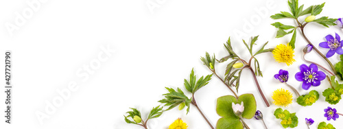 Composition of forest flowers made with wind-flower, hepatica, coltsfoot and golden saxifrage on white background. Banner. Springtime concept. Flat lay. Copy space.