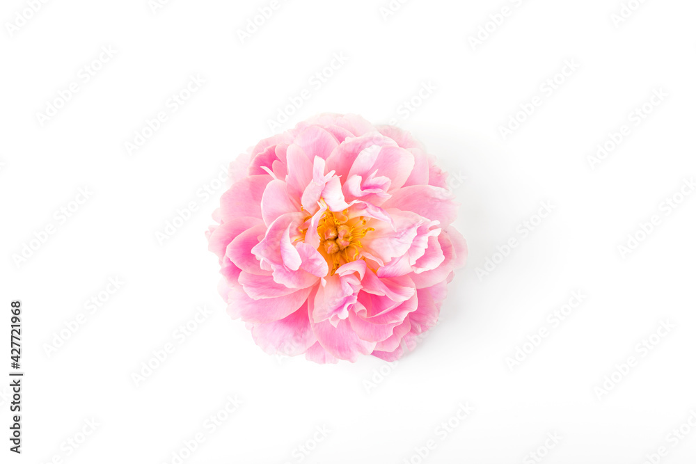 Naklejka premium Pink peony flower isolated on white background. Copy space. Flat lay.
