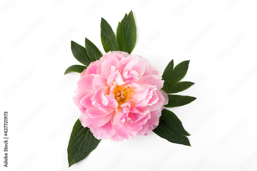 Pink peony flower isolated on white background. Copy space. Flat lay. Pink peony flower isolated on white background. Copy space. Flat lay.