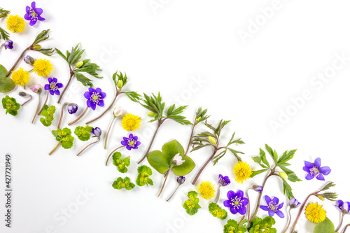 Composition of forest flowers made with wind-flower, hepatica, coltsfoot and golden saxifrage in isometric line on white background. Springtime concept. Flat lay. Copy space.