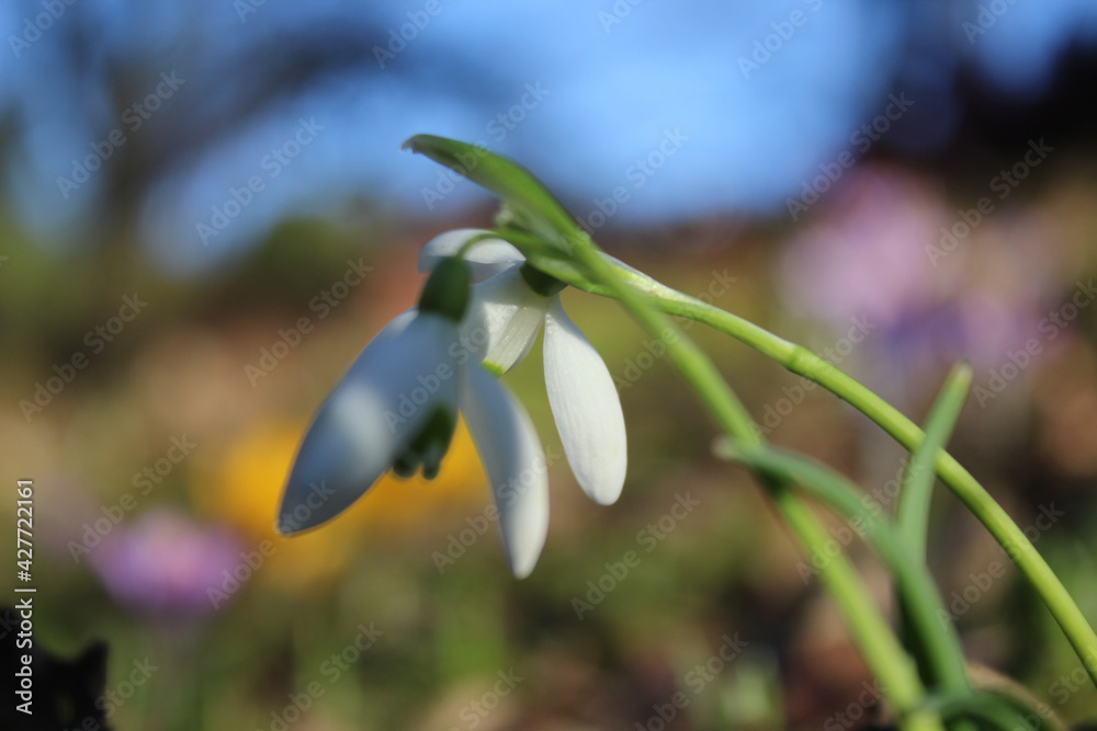 Obraz premium #natur