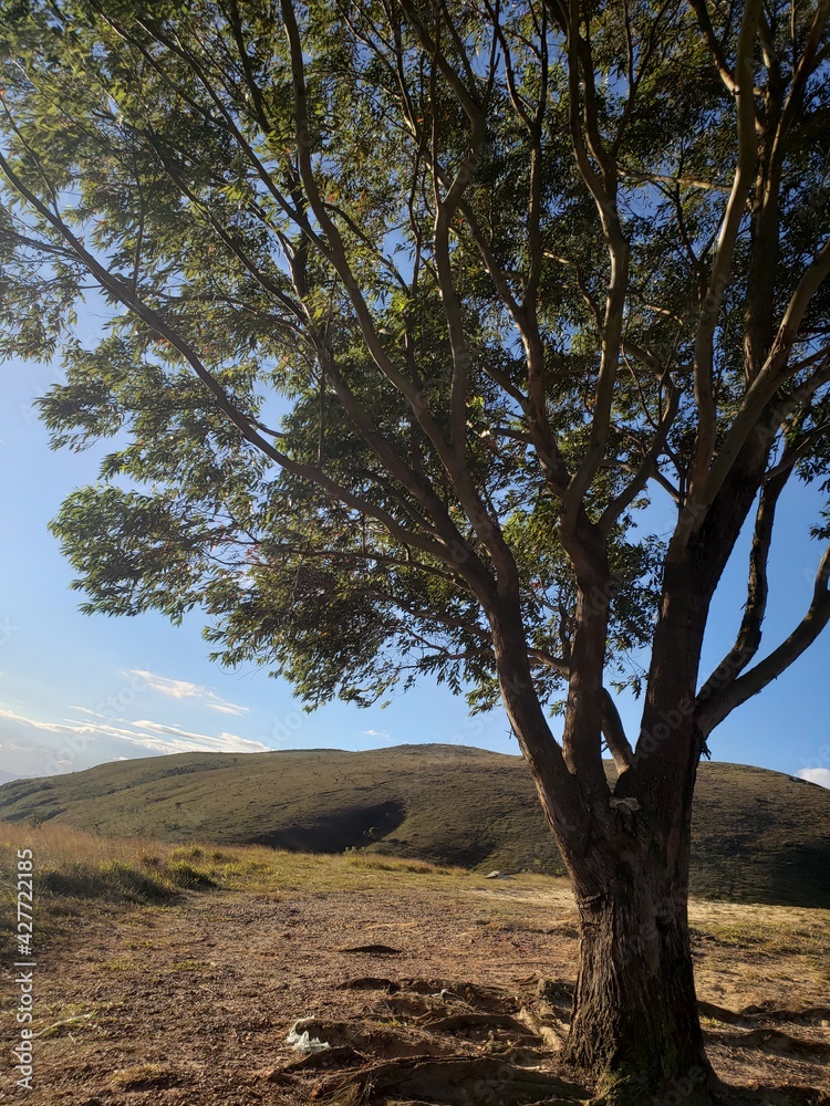 tree in the desert tree in the desert