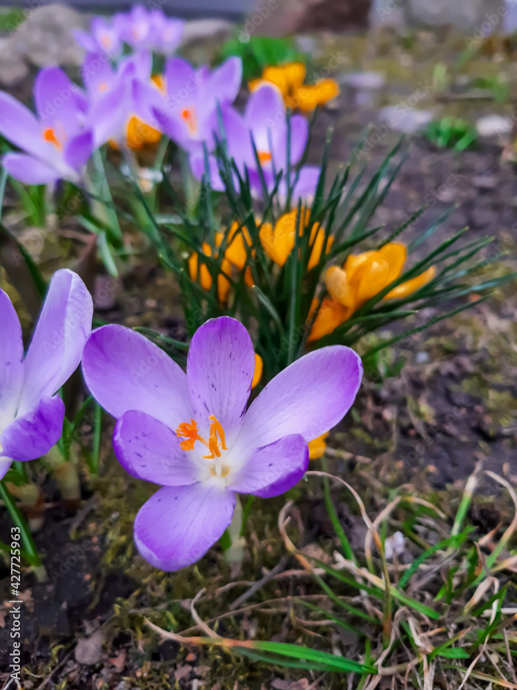 
Spring flowers crocuses