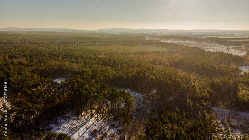 Obraz premium Widok na las