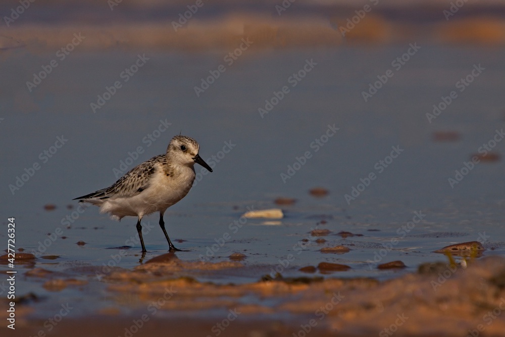 Sandpiper feeding on shoreline Sandpiper feeding on shoreline