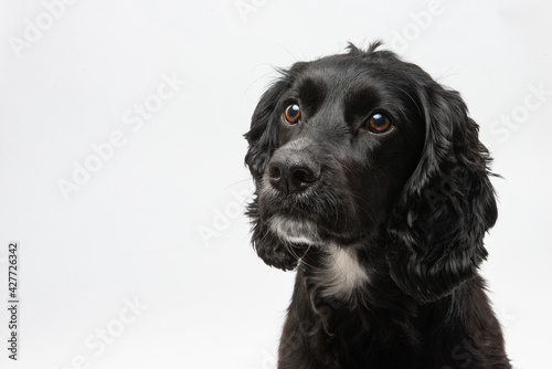 Obraz na płótnie black and white cocker spaniel