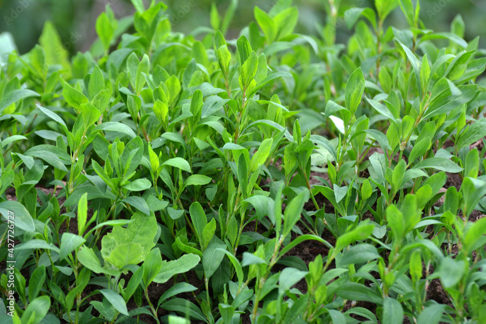 In spring, the green grass Polygonum aviculare grows