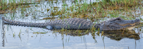 Alligator in the marsh at Everglades National Park in Florida.