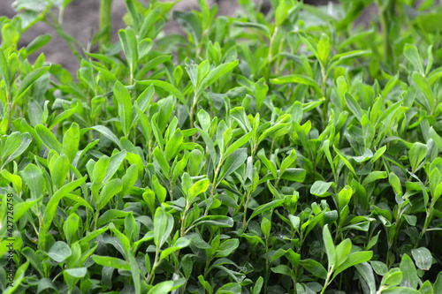 In spring, the green grass Polygonum aviculare grows
