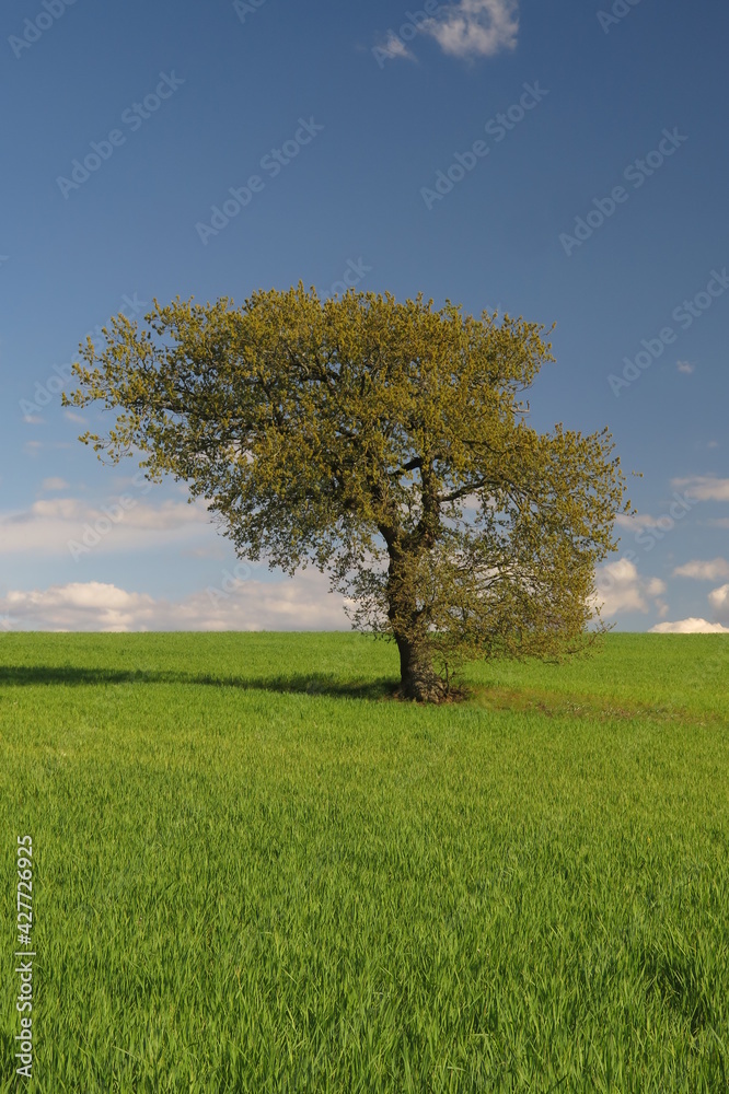 Obraz premium campagna