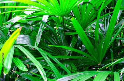 Palm leaves  exotic plants in the jungle. Natural green background.