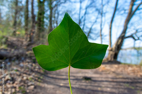 leaf in the forest (Strausberg, Märkisch-Oderland, Brandenburg) photo