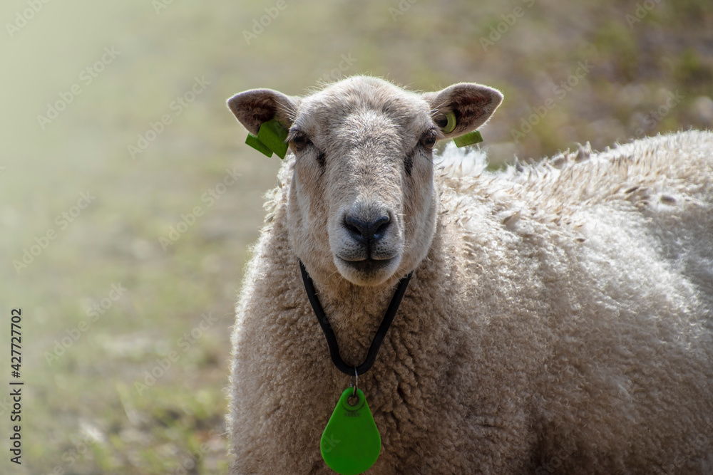 Fototapeta premium Pasture with a white wooly sheep in the springtime.