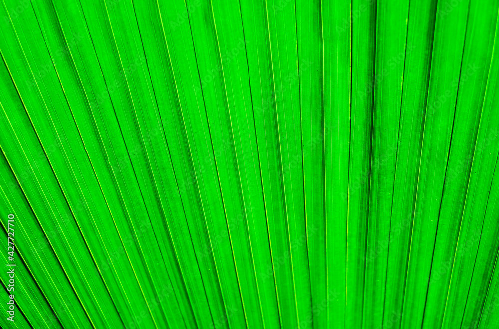 The texture of a palm leaf. A leaf of an exotic tree. Natural green background. The texture of a palm leaf. A leaf of an exotic tree. Natural green background.