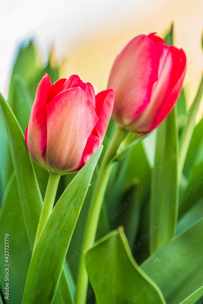 Two plants of tulips in spring. Early blooming garden flowers in detail with red flowers with petals and flower stems. Slightly opened flowers of tulips and background in soft bokeh Two plants of tulips in spring. Early blooming garden flowers in detail with red flowers with petals and flower stems. Slightly opened flowers of tulips and background in soft bokeh