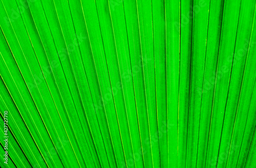 The texture of a palm leaf. A leaf of an exotic tree. Natural green background.