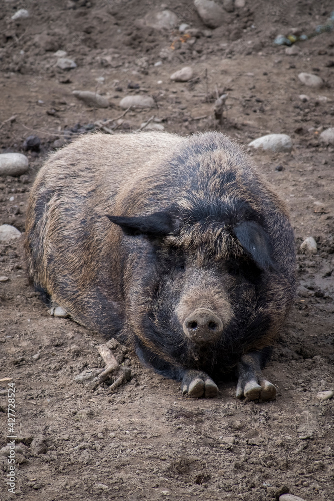 pig pig