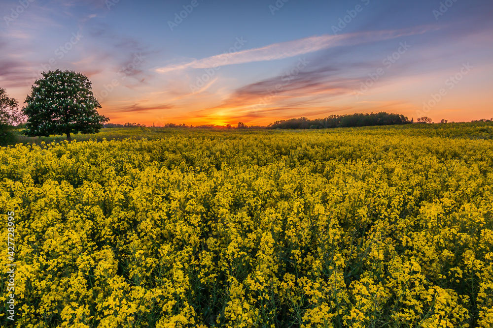 Field with many yellow rape plants Brassica napus in the evening. Sunset with an orange horizon and some clouds over a field with crops. Tree in the foreground. Row of trees in the background.