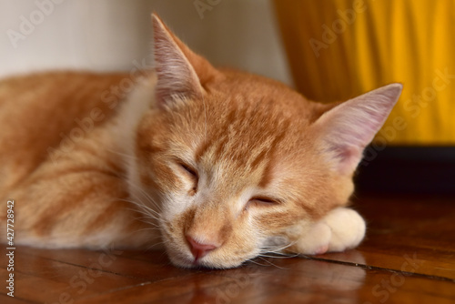 Yellow shorthair cat sleeping on the floor. © Giovani Dressler
