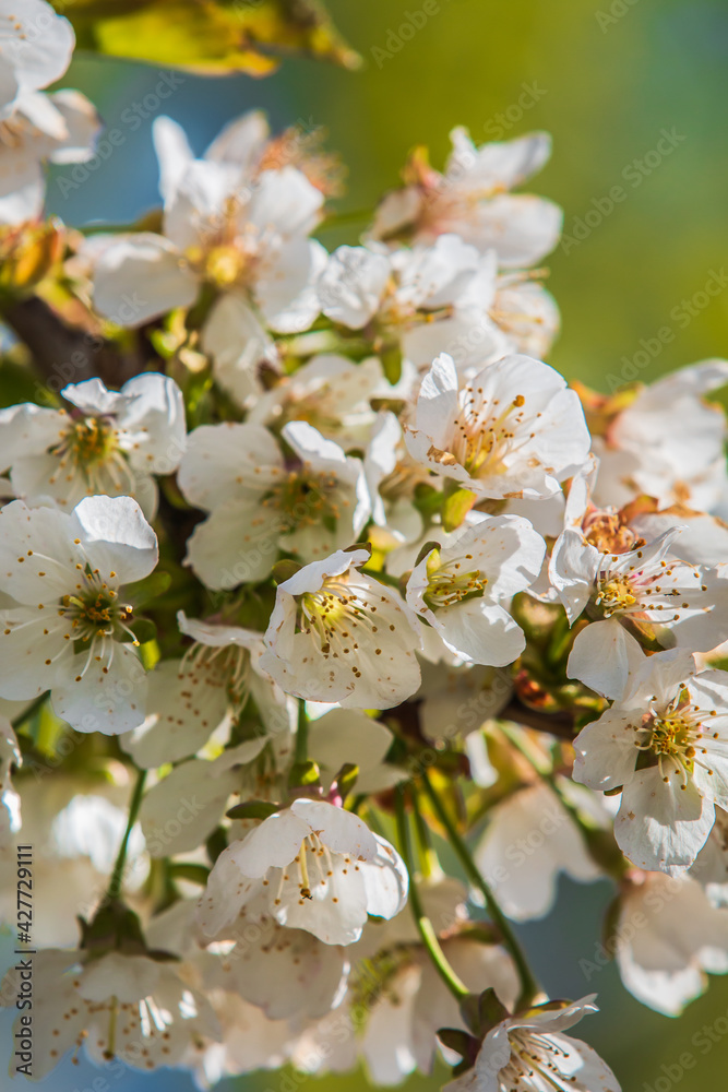 Branch full of flowers in spring. White blossoms from the apple tree in the sunshine. Open flower with petals, green leaves, flower stems from the fruit tree. Branch full of flowers in spring. White blossoms from the apple tree in the sunshine. Open flower with petals, green leaves, flower stems from the fruit tree.