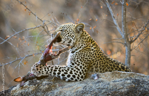 An African leopard feeding on a hare early in the morning, Kruger National Park, South Africa