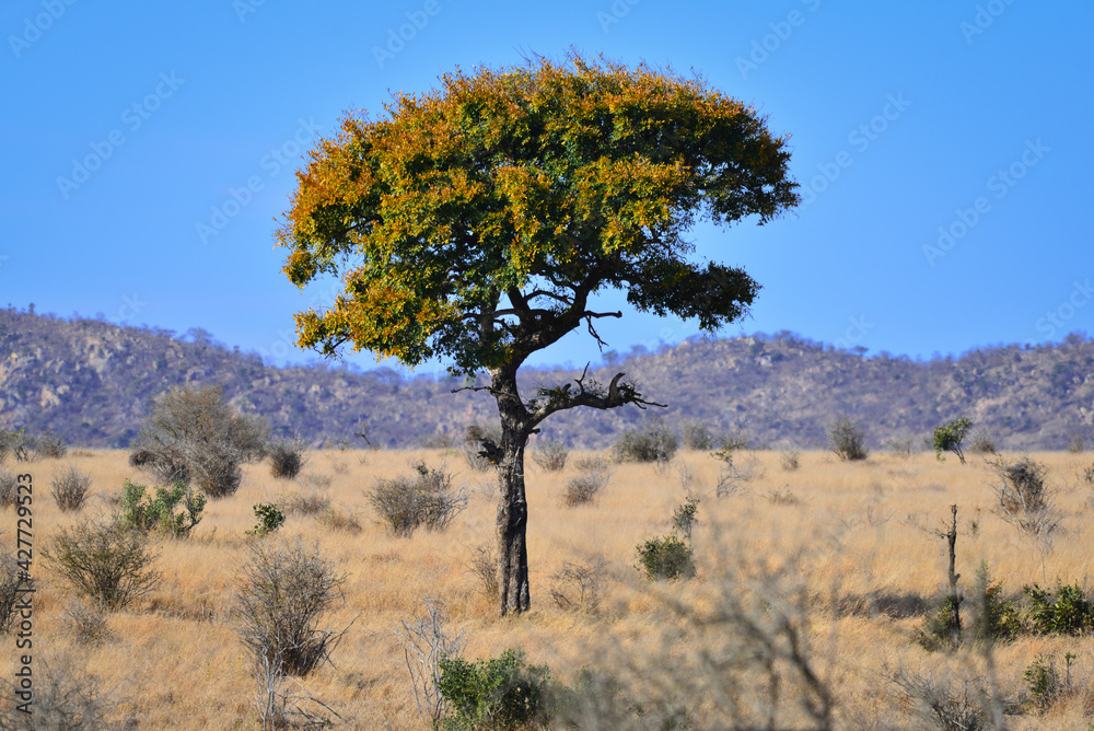 A lone knob thorn tree (Acacia nigrescens) on the grasslands of southern Kruger National Park, South Africa