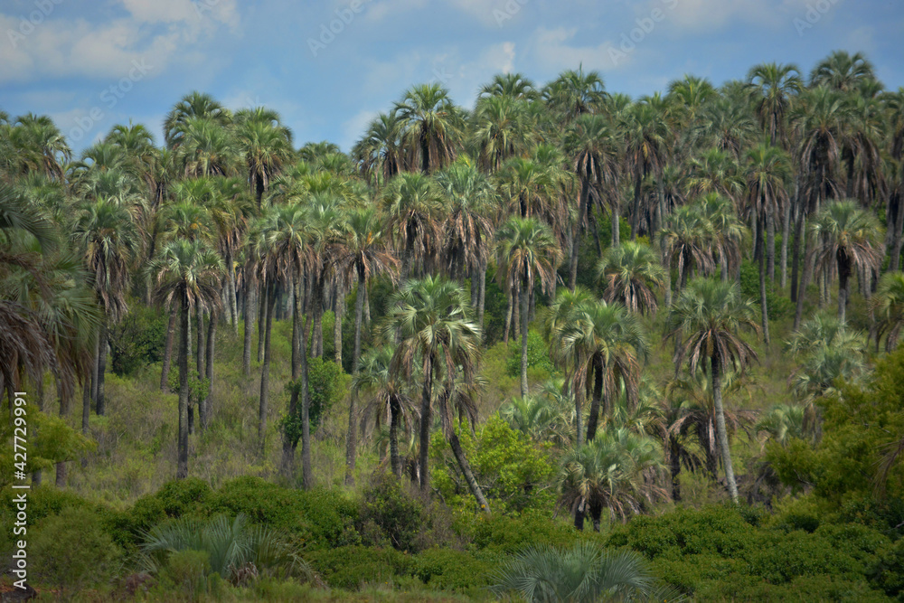Fototapeta premium Lot of palms tree