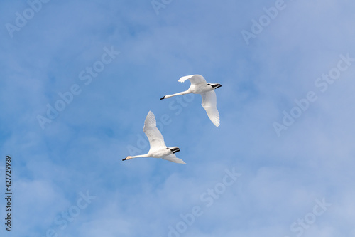White, arctic trumpeter swans flying across a northern Canadian spring time landscape in April on their way to breeding grounds at the Bering Sea. Clouds in blue sky background. 