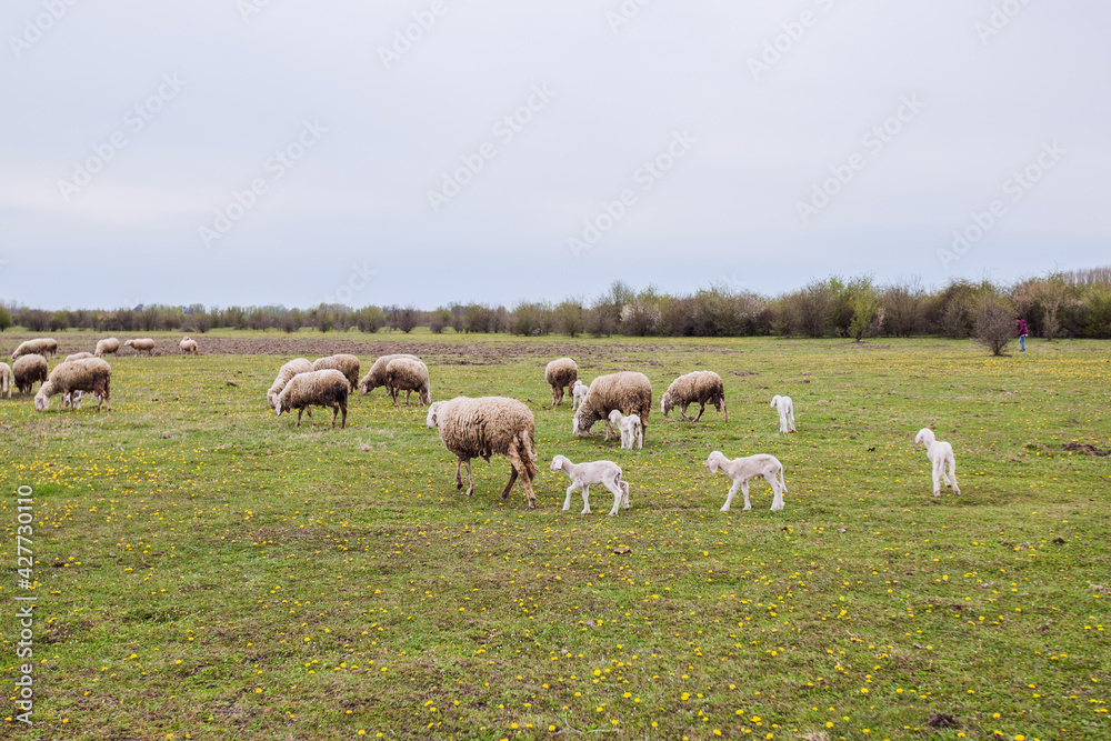 Flocks of sheep grazing on agricultural farm , spring day, rural landscape Flocks of sheep grazing on agricultural farm , spring day, rural landscape