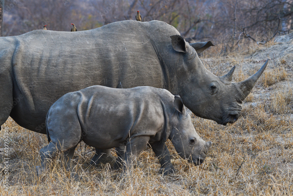 Obraz premium A young white rhino and its mom roaming the woodlands of the Greater Kruger area, South Africa 
