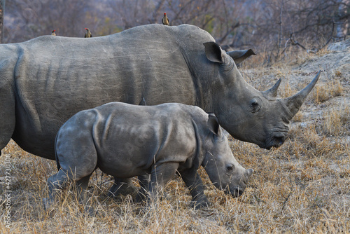 A young white rhino and its mom roaming the woodlands of the Greater Kruger area  South Africa  